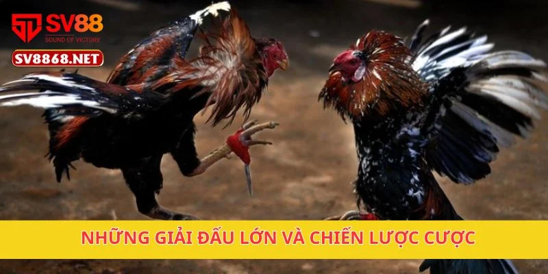 Những giải đấu lớn và chiến lược cược