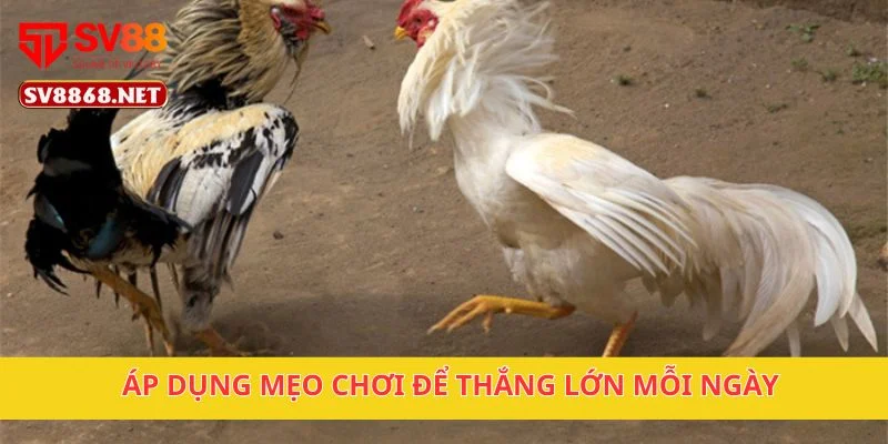 Áp dụng mẹo chơi để thắng lớn mỗi ngày