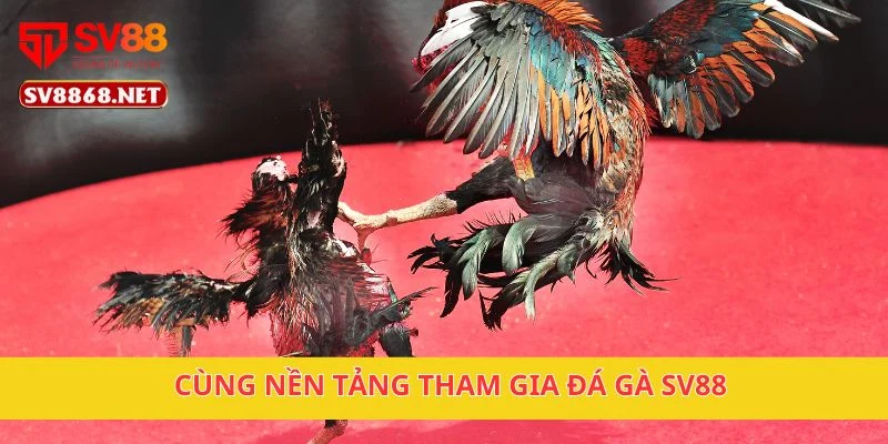 Cùng nền tảng tham gia đá gà SV88