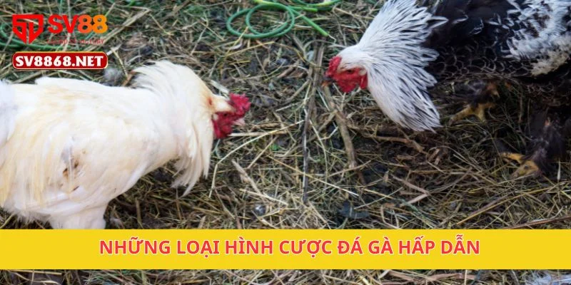 Những loại hình cược đá gà hấp dẫn