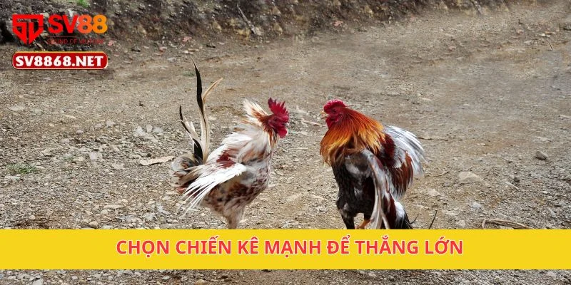 Chọn chiến kê mạnh để thắng lớn