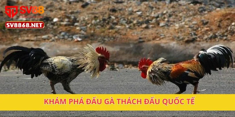 Khám phá đấu gà thách đấu quốc tế