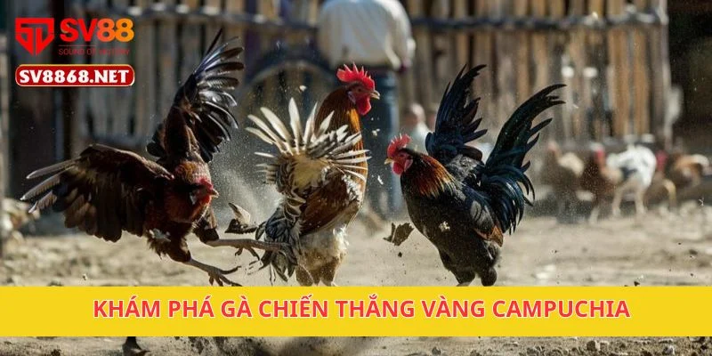 Khám phá gà chiến thắng vàng Campuchia