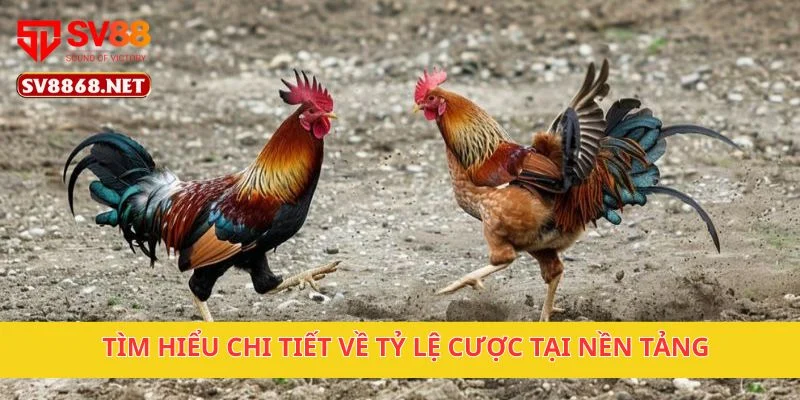 Tìm hiểu chi tiết về tỷ lệ cược tại nền tảng